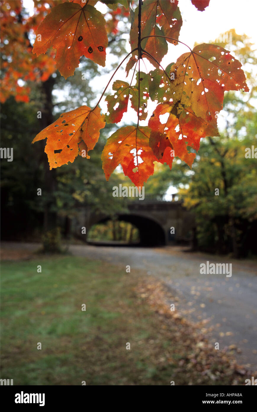 Herbst Herbstlaub mit Brücke und Fahrbahn Stockfoto