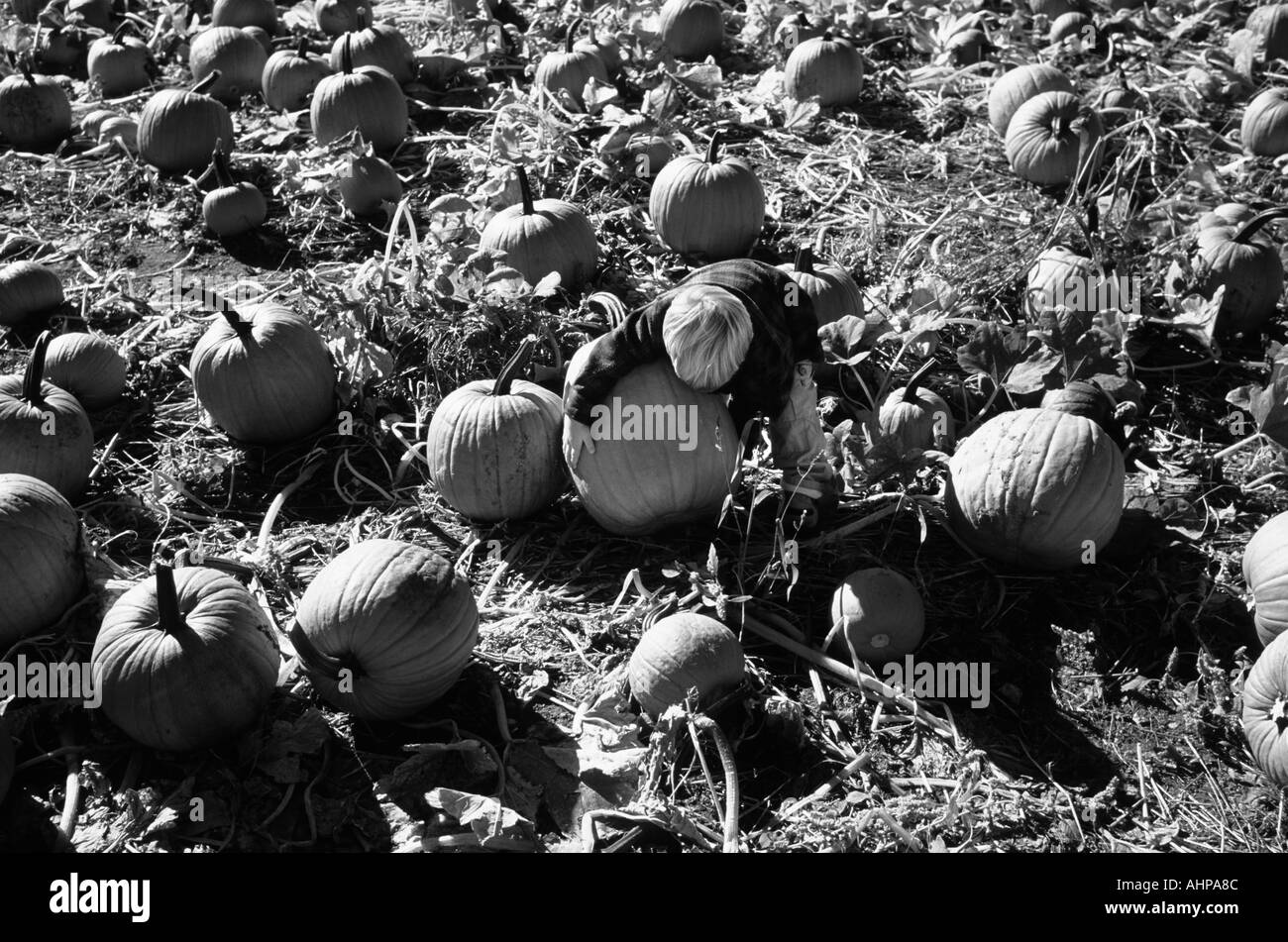 Kleiner Junge in einem Kürbisfeld suchte er sich einen Halloweenkürbis Stockfoto