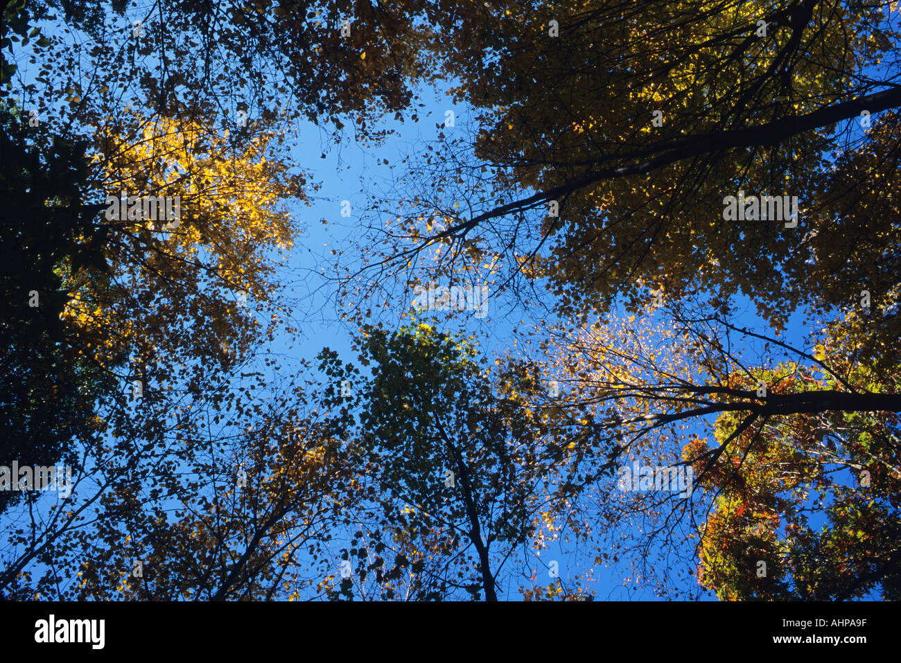 Herbstlaub in New England Connecticut USA blickte zu Bäumen und blauen Himmel Stockfoto