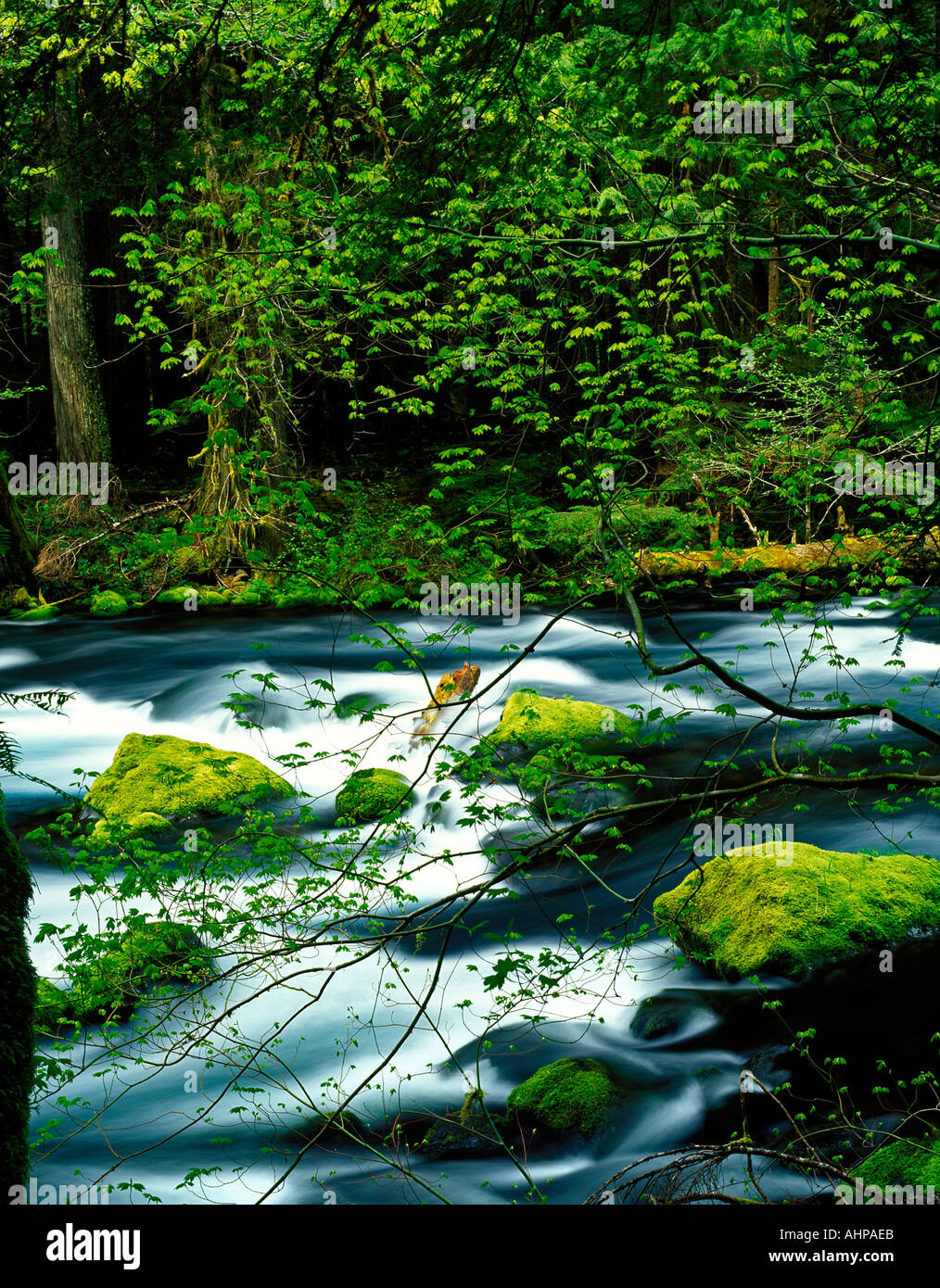 M00011L Tiff McKenzie River mit Neubildung auf Vine Ahornbäume und bemoosten Felsen Oregon Stockfoto