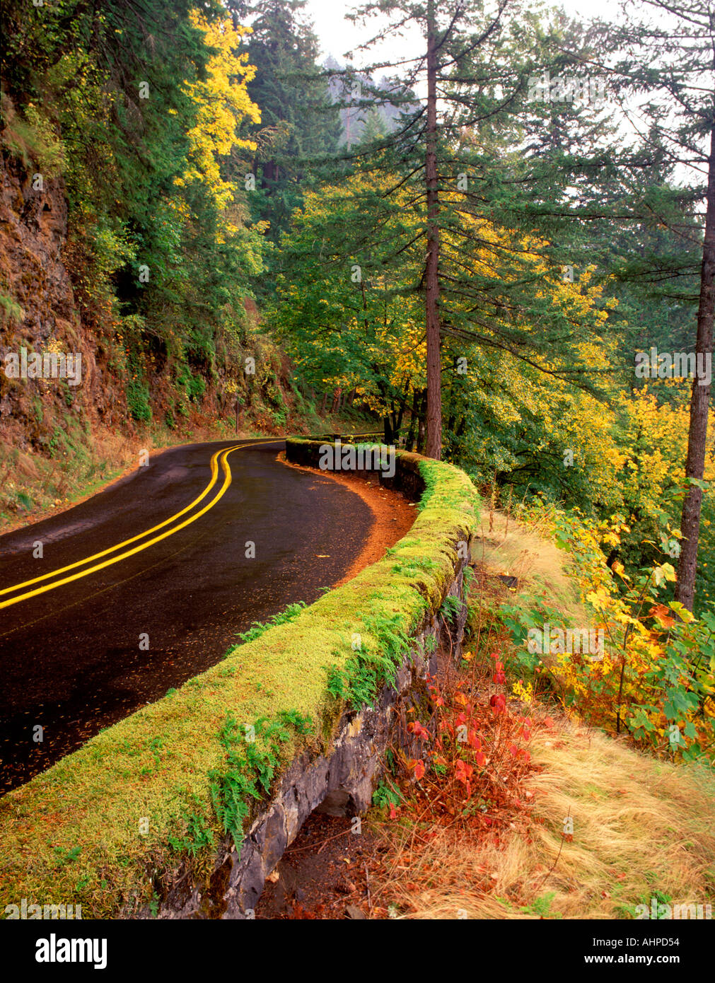 Columbia River Gorge Autobahn mit Moos bedeckt, Steinmauer und Herbstfarben Oregon Stockfoto
