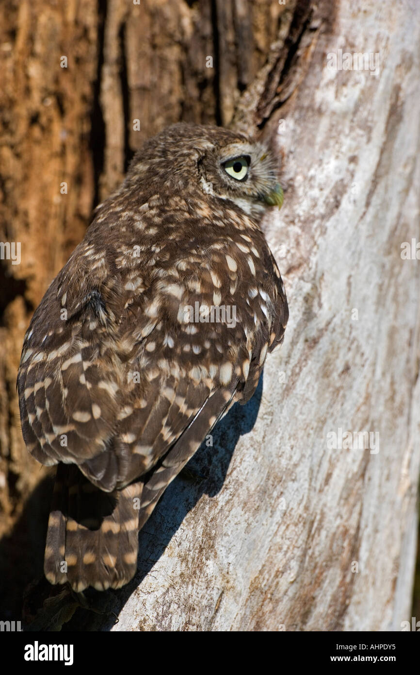 Steinkauz Athene Noctua Jungvogel im hohlen Baum suchen Warnung mit großen Auge Northamptonshire Stockfoto