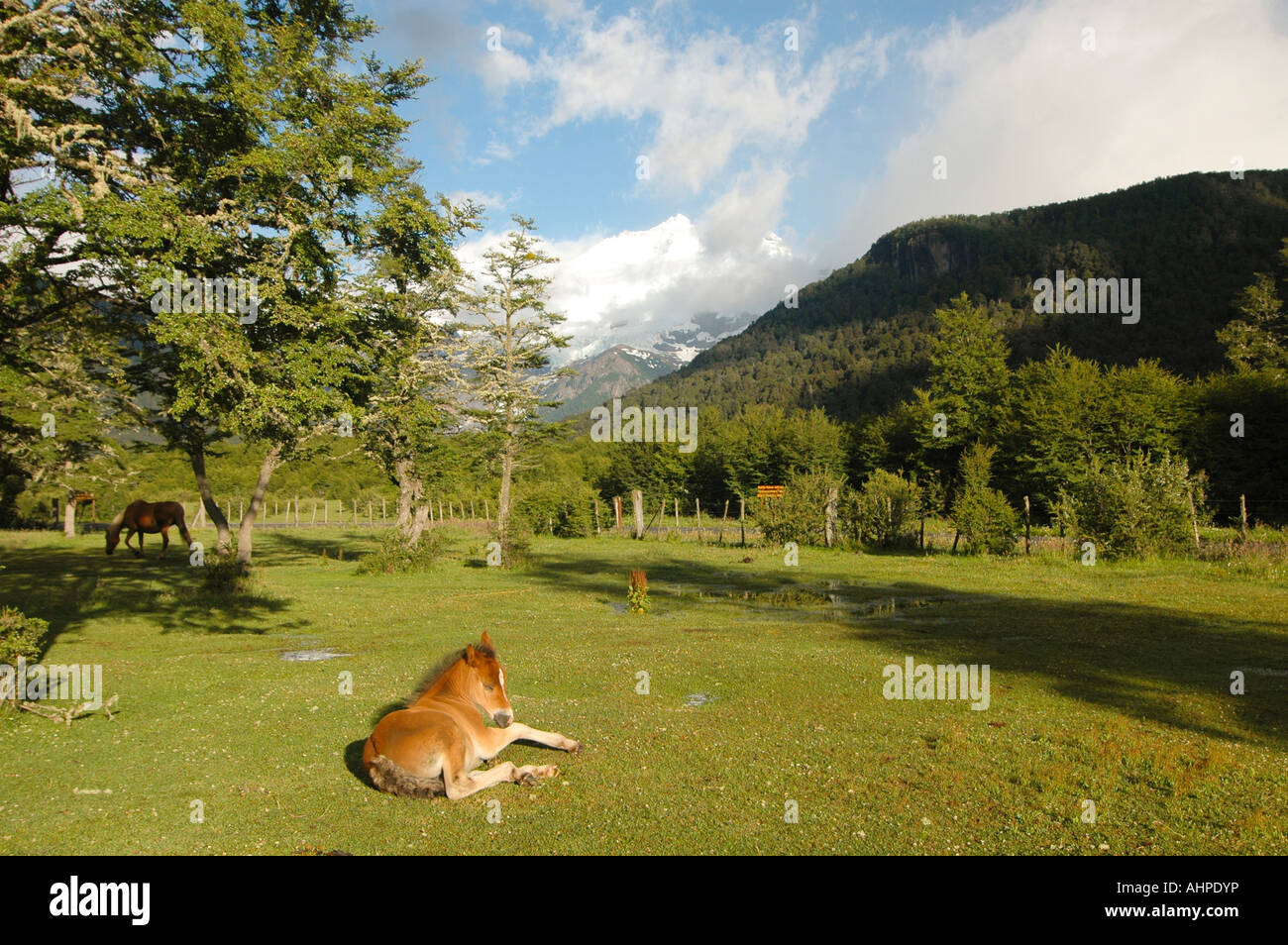 Patagonien Argentinien Pampa Linda Mt Tronador Nahuel Huapi Nationalpark Stockfoto