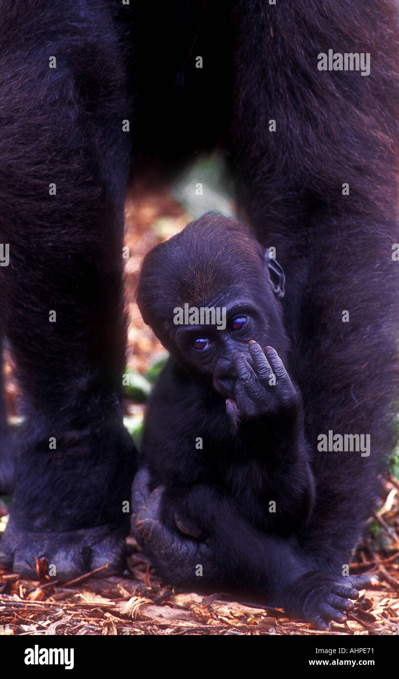 Baby Western Lowlands Gorilla sitzend auf seine Mutter s Hand Gorilla gorilla Stockfoto