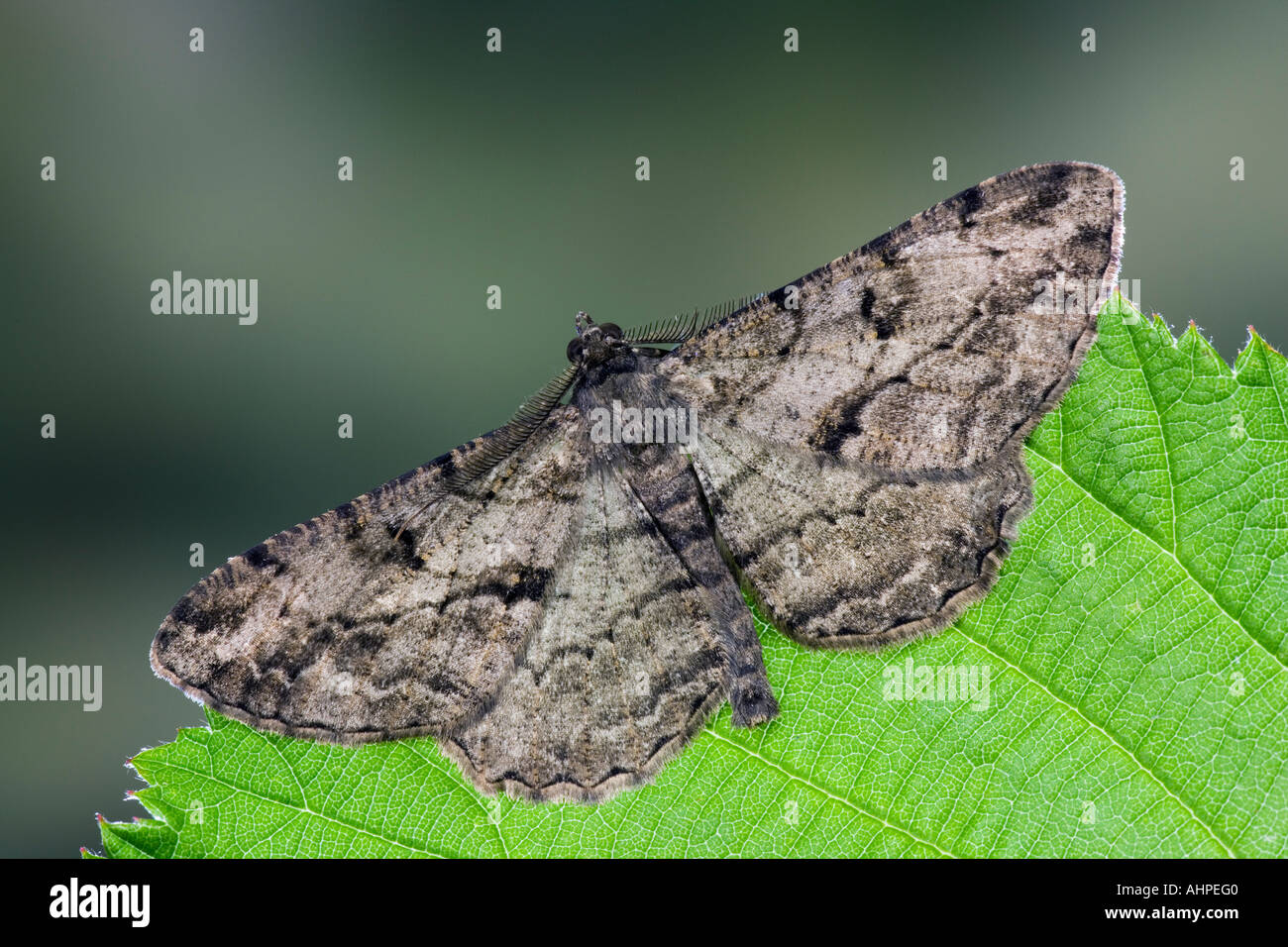 Große Eiche Schönheit Hypomecis Roboraria ruht auf Blatt mit Flügel geöffnet, Markierungen und Detail mit Fokus-Hintergrund Stockfoto