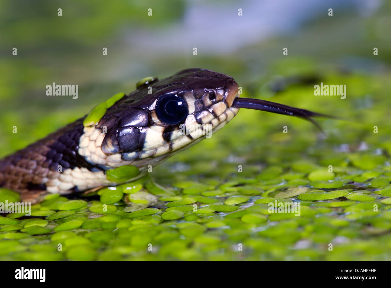 Kleine Jungen Grass Schlange Natrix Natrix Schwimmen im Gartenteich mit