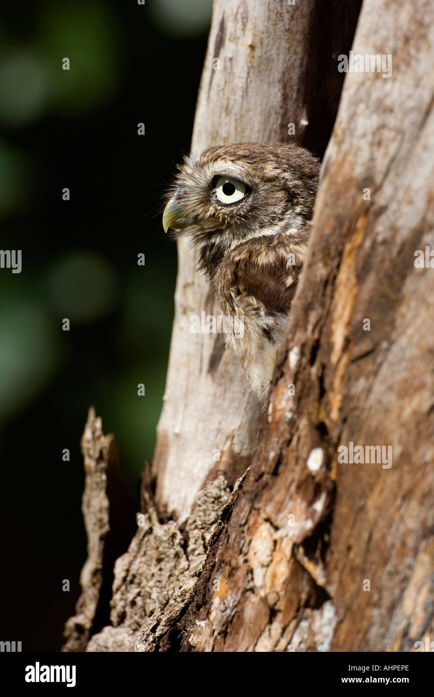 Steinkauz Athene Noctua Jungvogel aus dem Nest Loch suchen Stockfoto