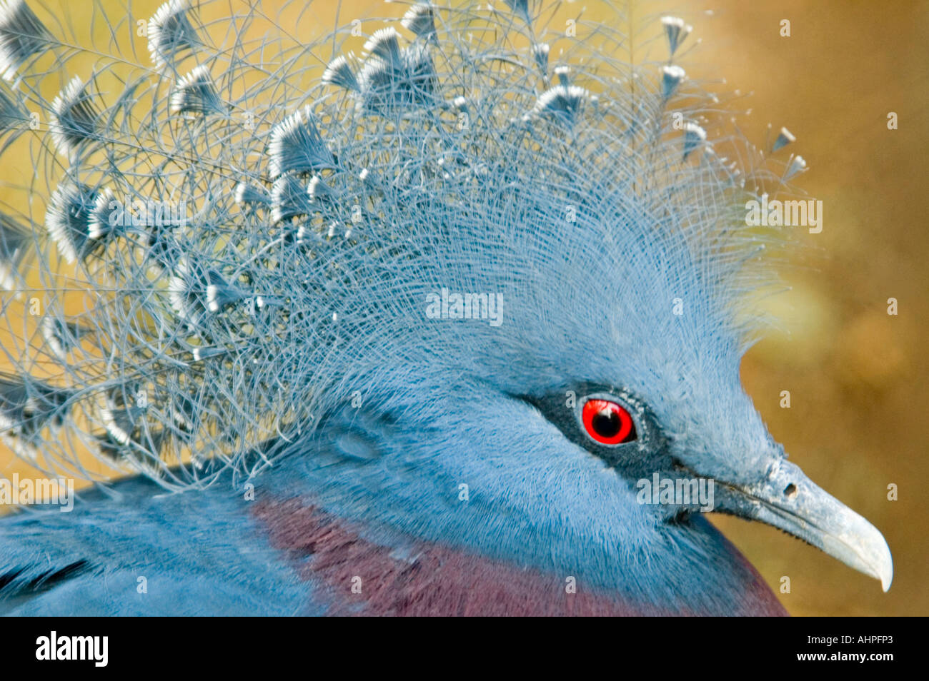 Horizontale Nahaufnahme von einer Victoria gekrönte Taube [Goura Victoria] helle rote Augen und gefiederten Kamm. Stockfoto