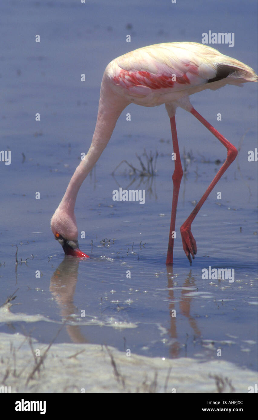 Ein Lesser Flamingo ernähren sich von Algen in Lake Magadi Ngorongoro Krater Tansania Ostafrika ...