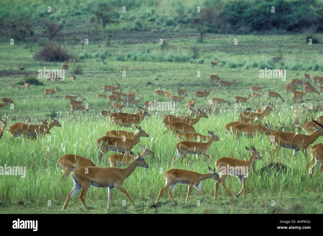 Eine erhebliche Herde von Uganda Kob in offenes Grasland Ruwenzori oder Queen Elizabeth National Park Uganda Ostafrika Stockfoto
