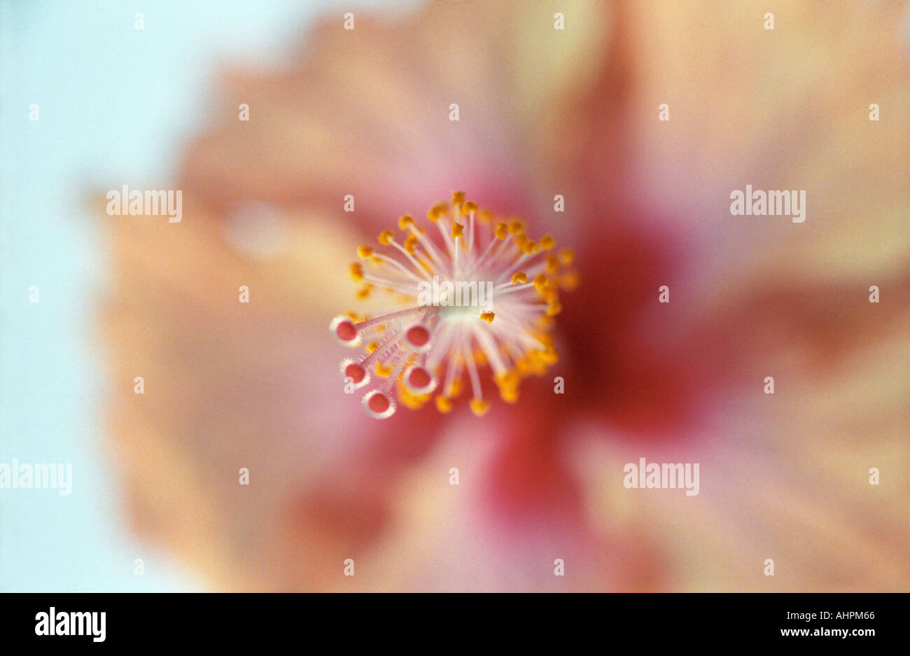 Rosa Hibiskus Blume im tropischen botanischen Park Kuala Lumpur Malaysia Stockfoto