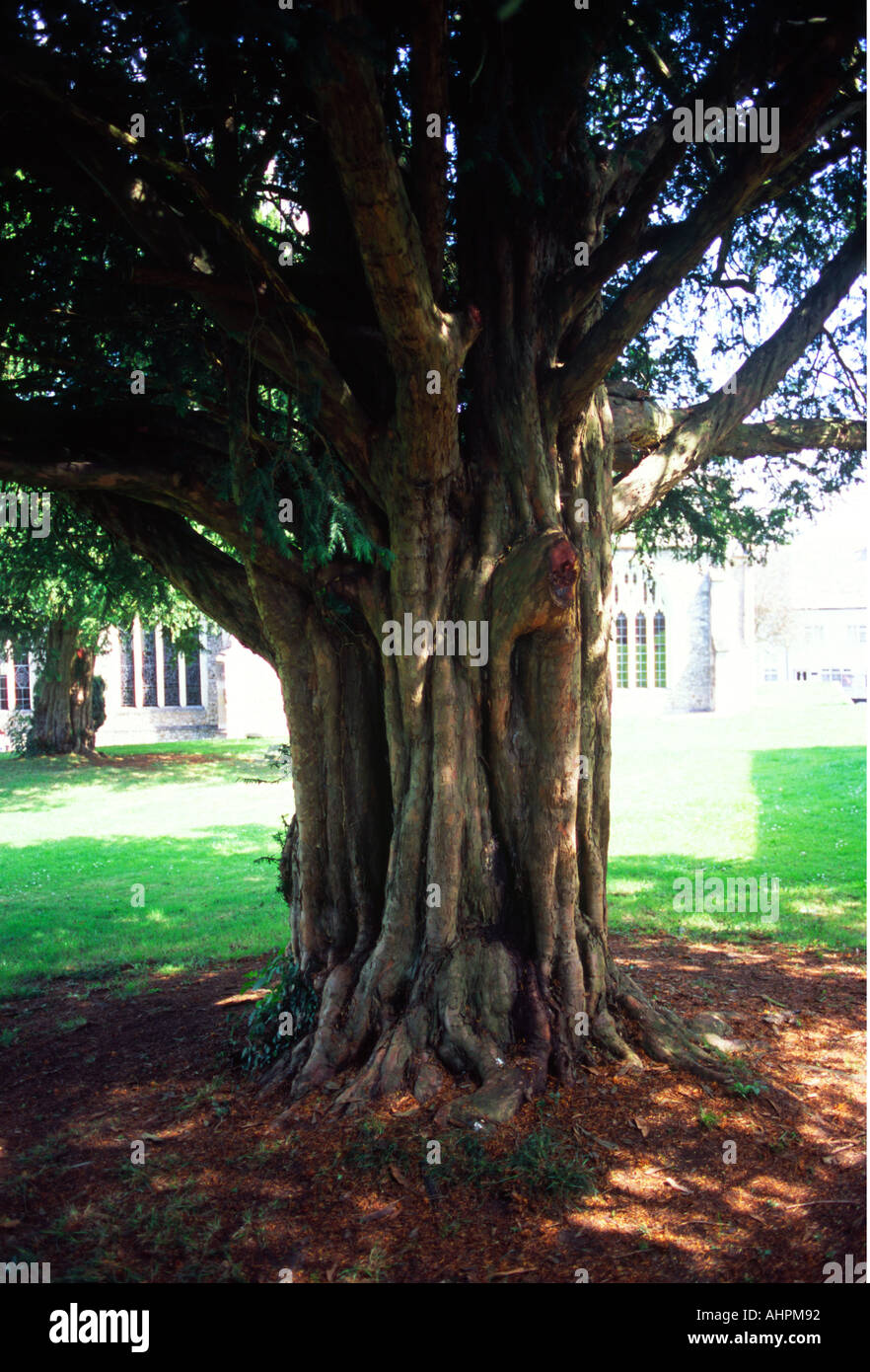 Eibe Baum St Andrews Kirchhof Colyton Devon Stockfoto