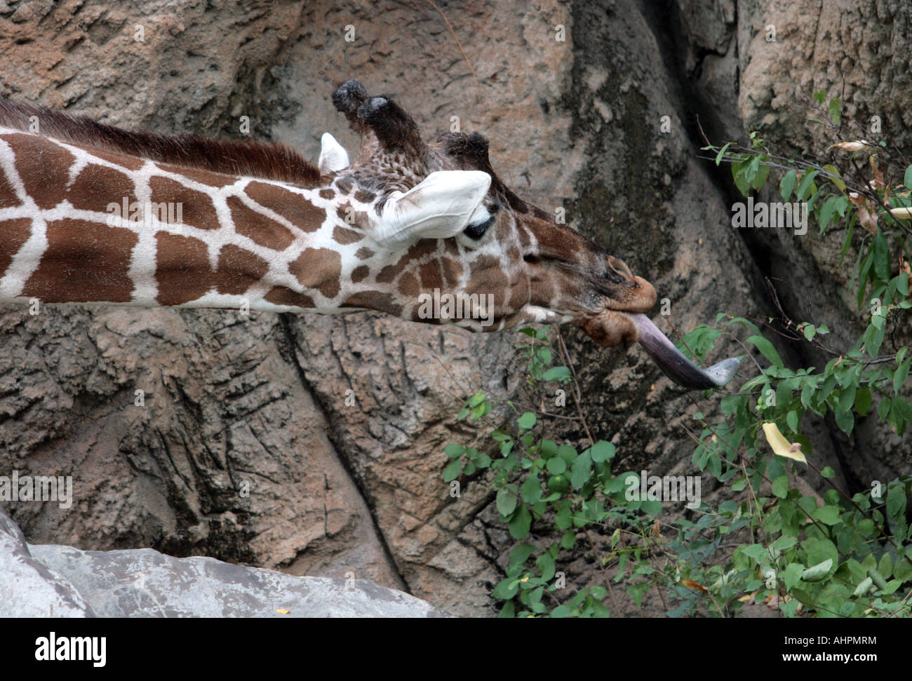 Extra lange Zunge einer Giraffe. Stockfoto