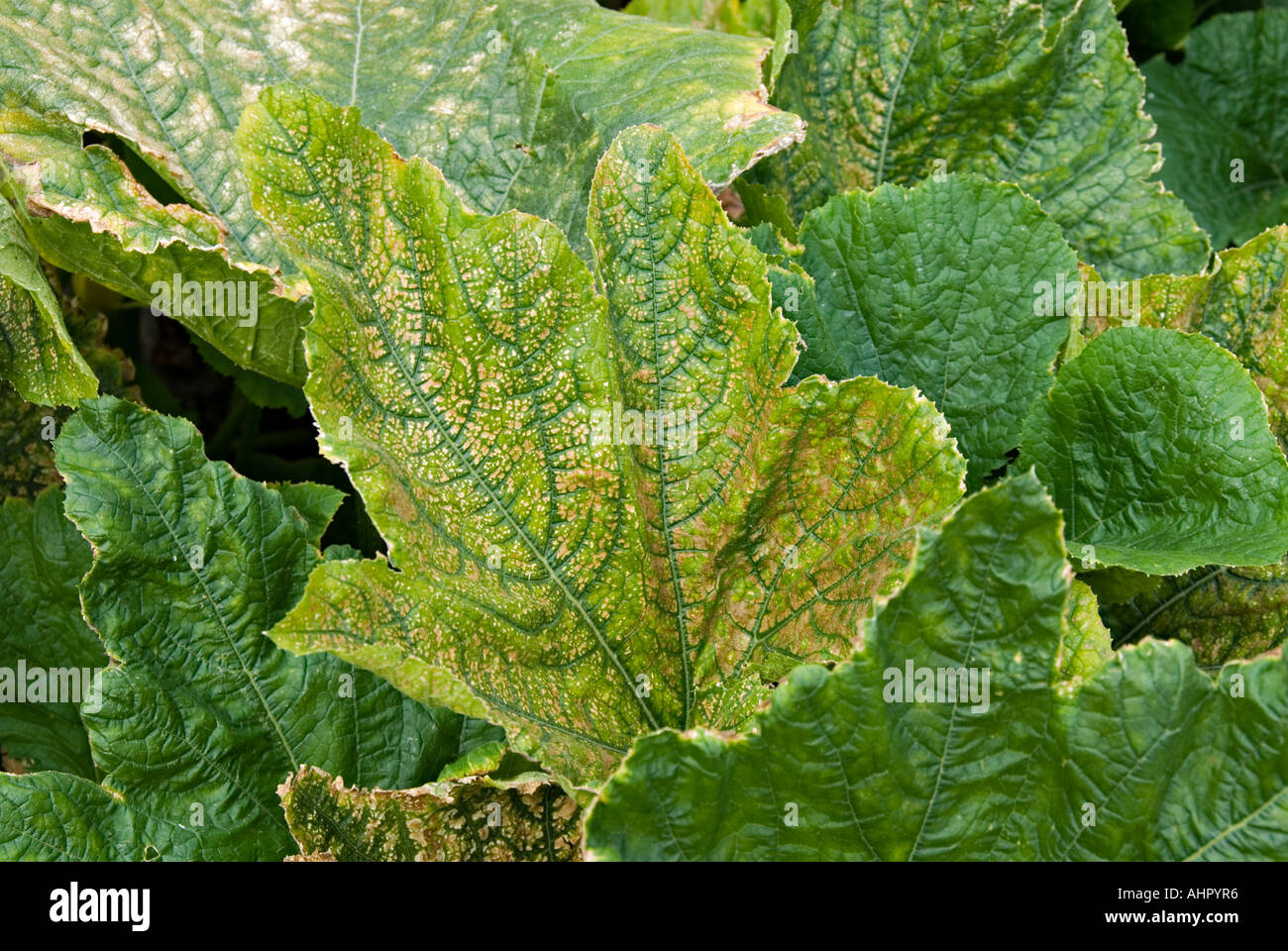 Blätter der Zucchini Pflanzen gelb Stockfotografie - Alamy