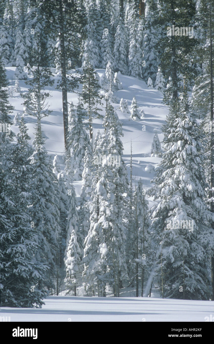 Schneebedeckte Bäume im Wald California Stockfoto