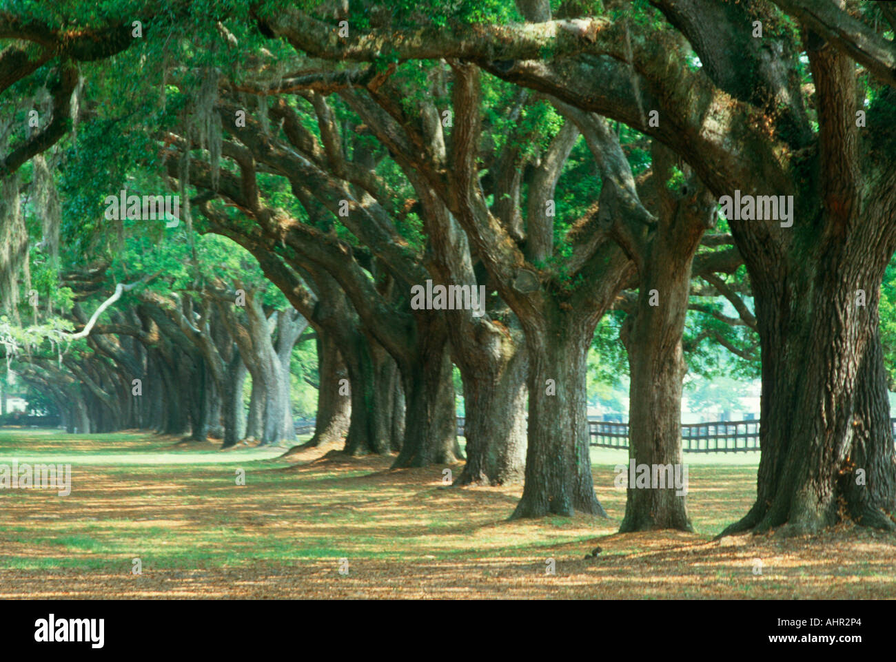 Eiche, von Bäumen gesäumten Straße in Boone Hall Plantation Charleston South Carolina Stockfoto