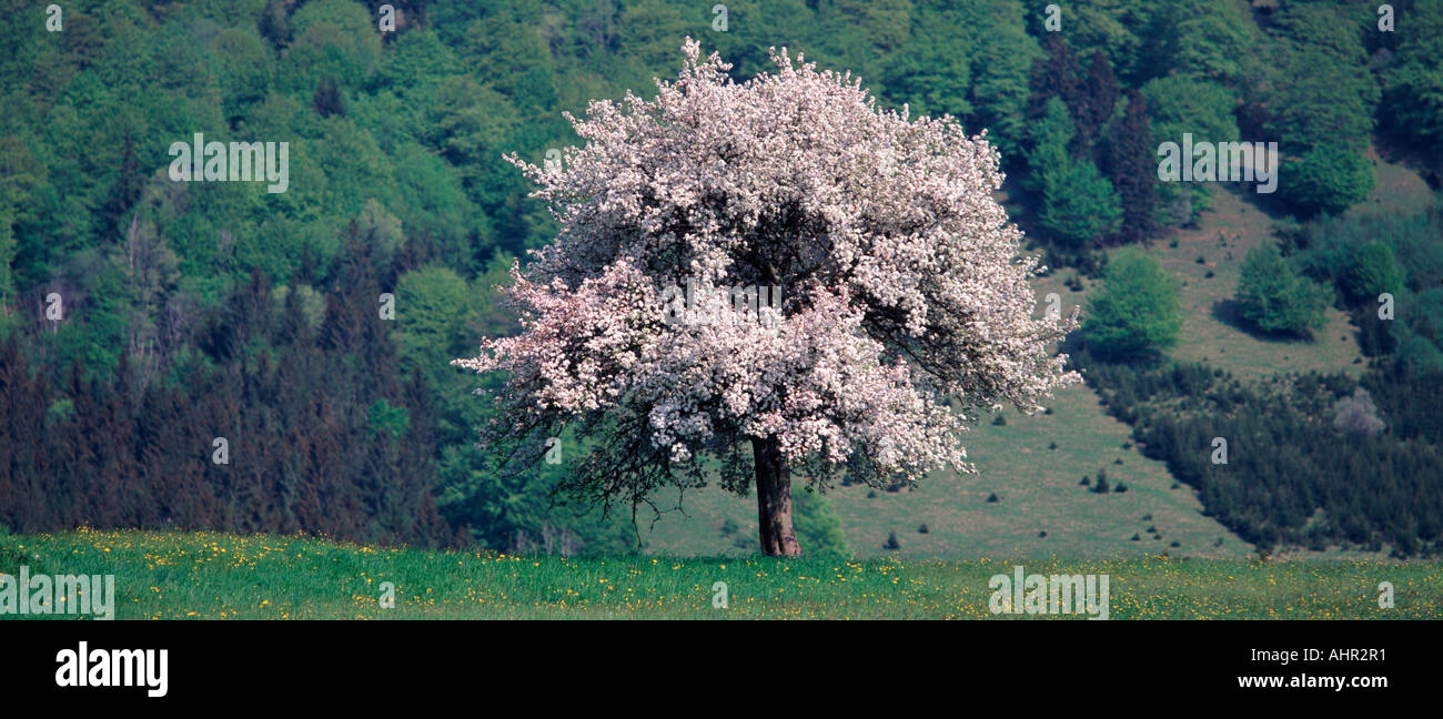 Kirschbaum Stockfoto