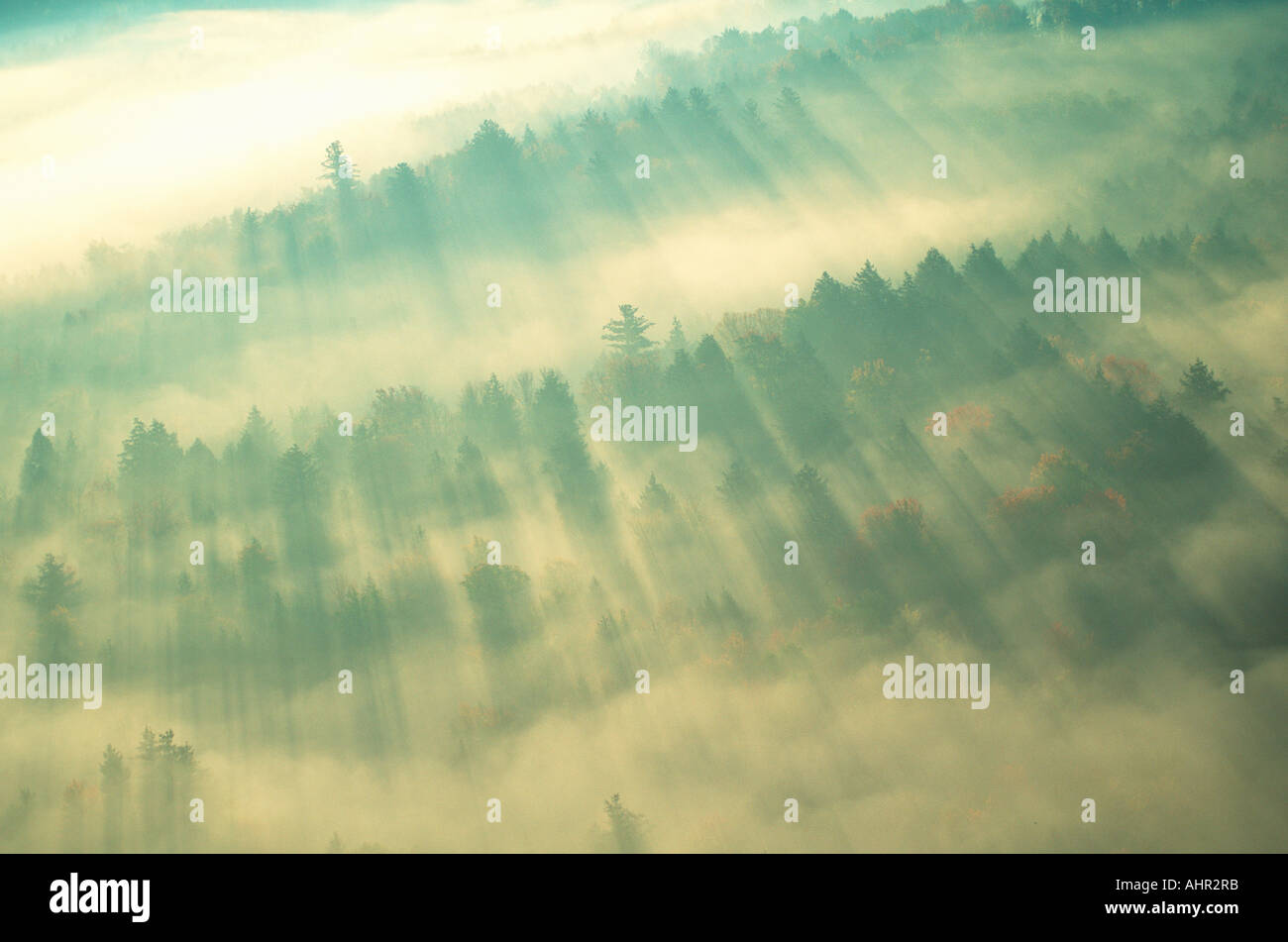 Luftaufnahme des Waldes an einem nebligen Morgen Vermont Stockfoto