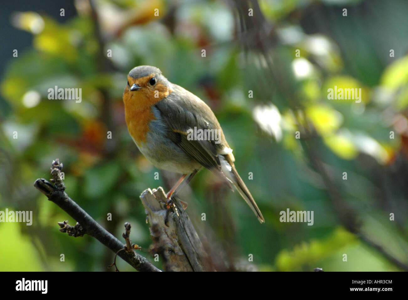 Rotkehlchen, Rotkehlchen, Erithacus rubecula Stockfoto