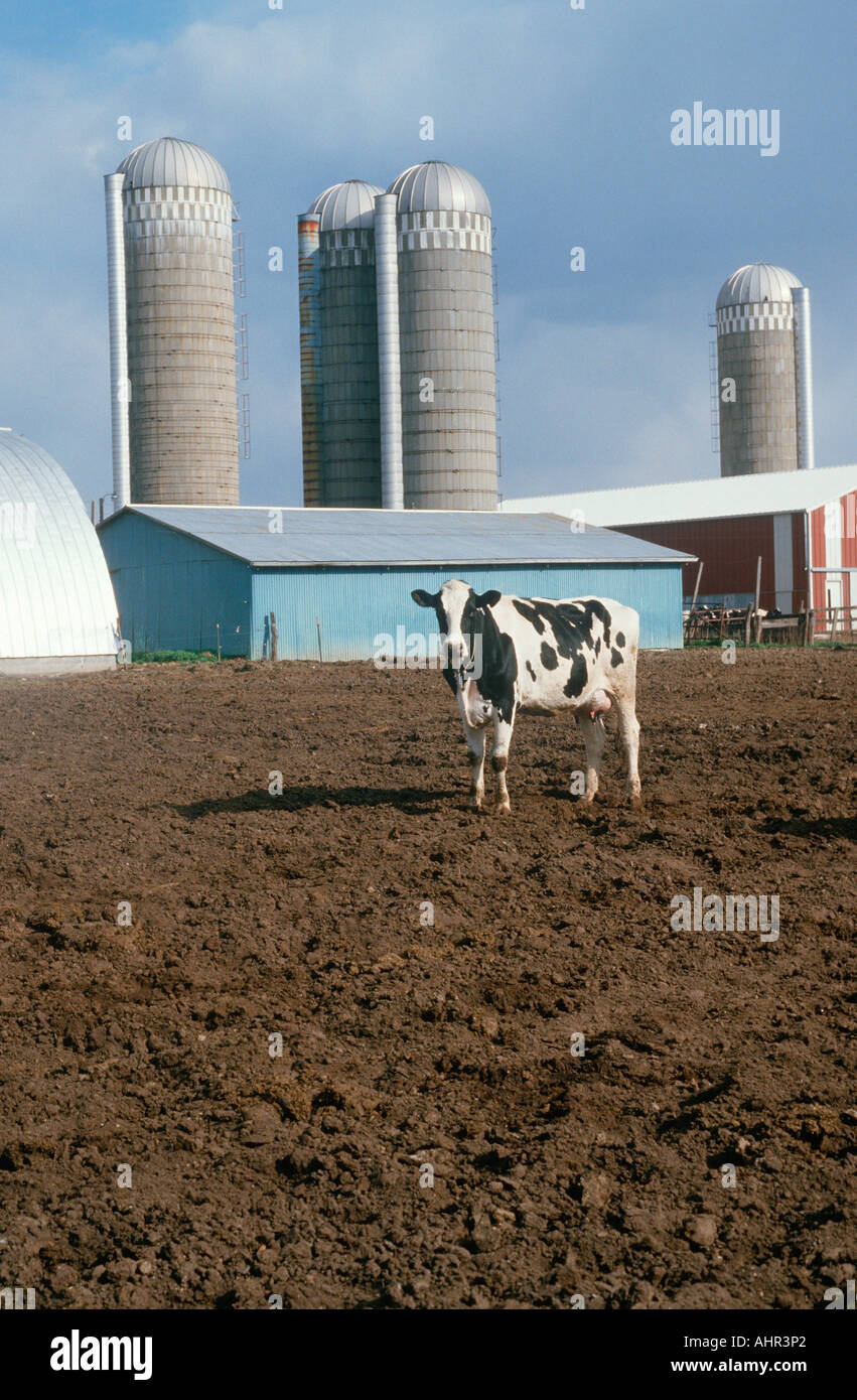 Einsame schwarze und weiße Kuh auf einem Milchviehbetrieb Illinois Stockfoto