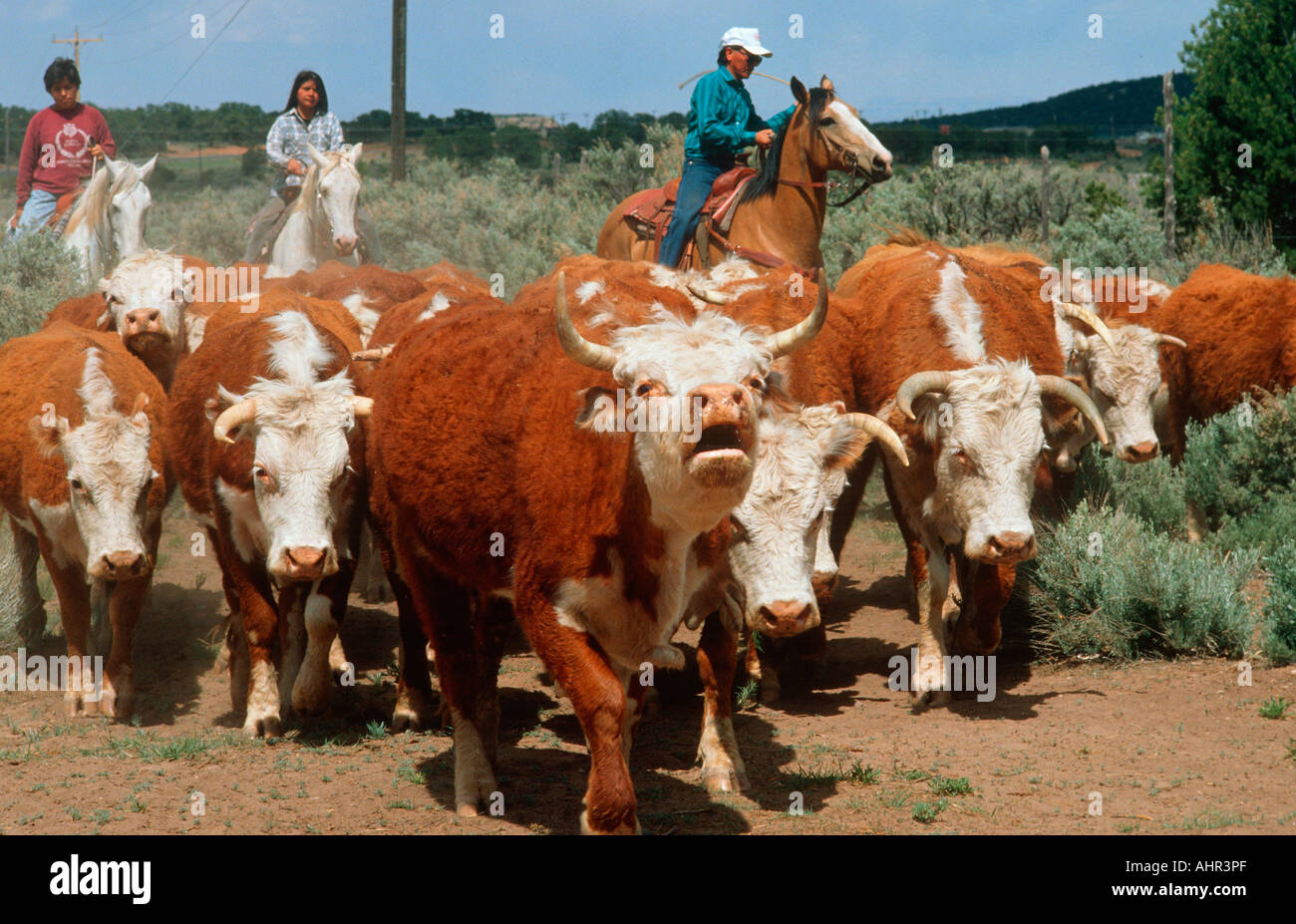 Navajo Familie auf reiten Herde des Viehs AZ aufrunden Stockfoto