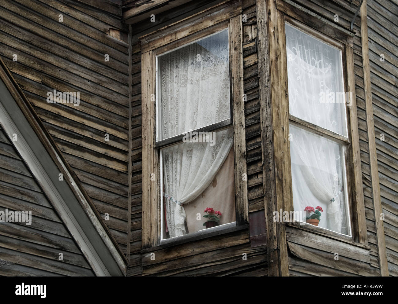 Vorhang Fenster und Blumen in einem der verbleibenden Strukturen in der Colorado-Geisterstadt von St. Elmo. Stockfoto