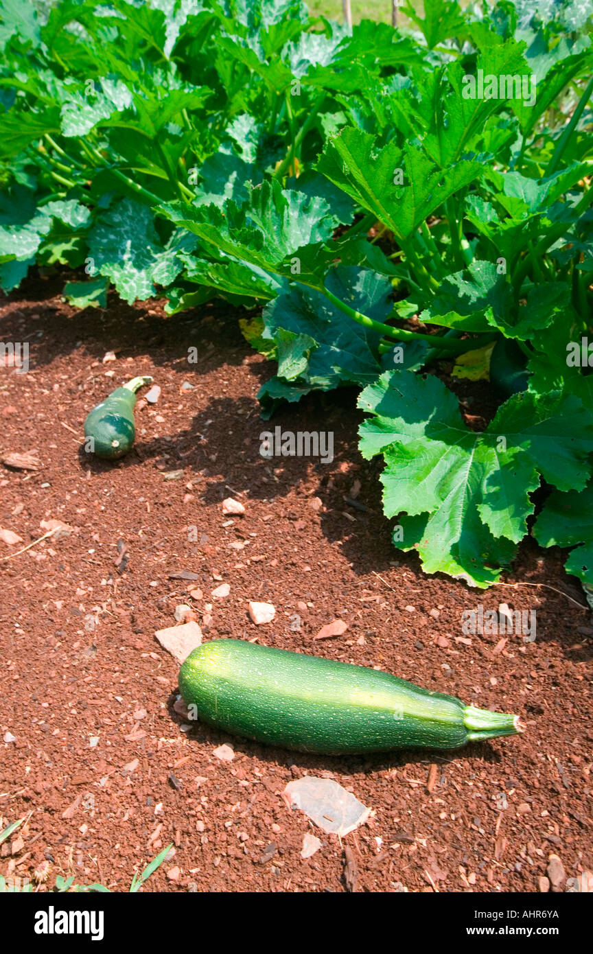 Gemüsegarten mit Thomas Jefferson s Monticello bei Charlottesville Virginia Stockfoto