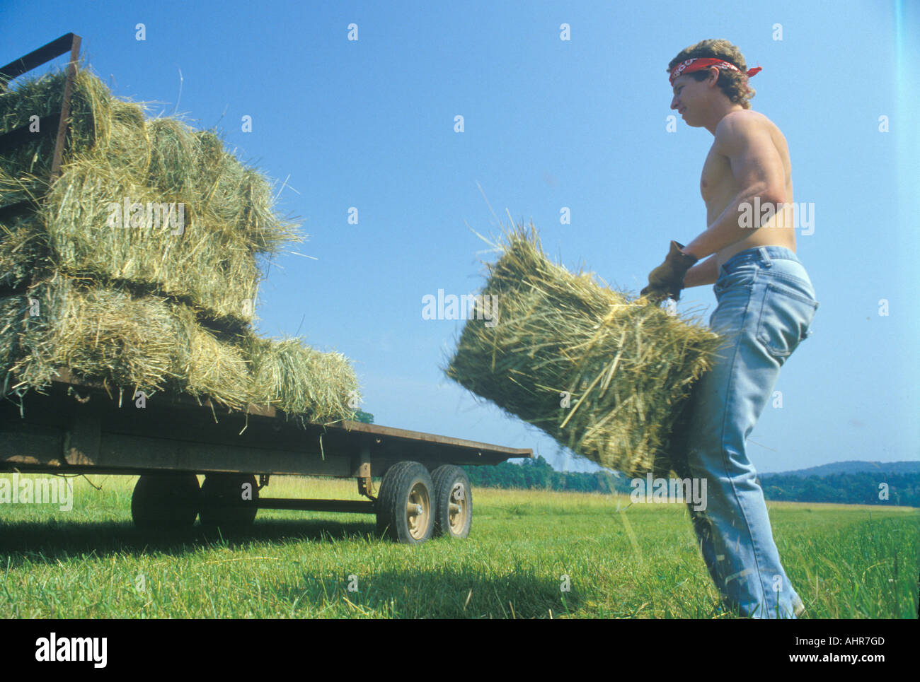 Ein Mann Rettung Heu auf einer Rinderfarm in Bourbon MO Stockfoto