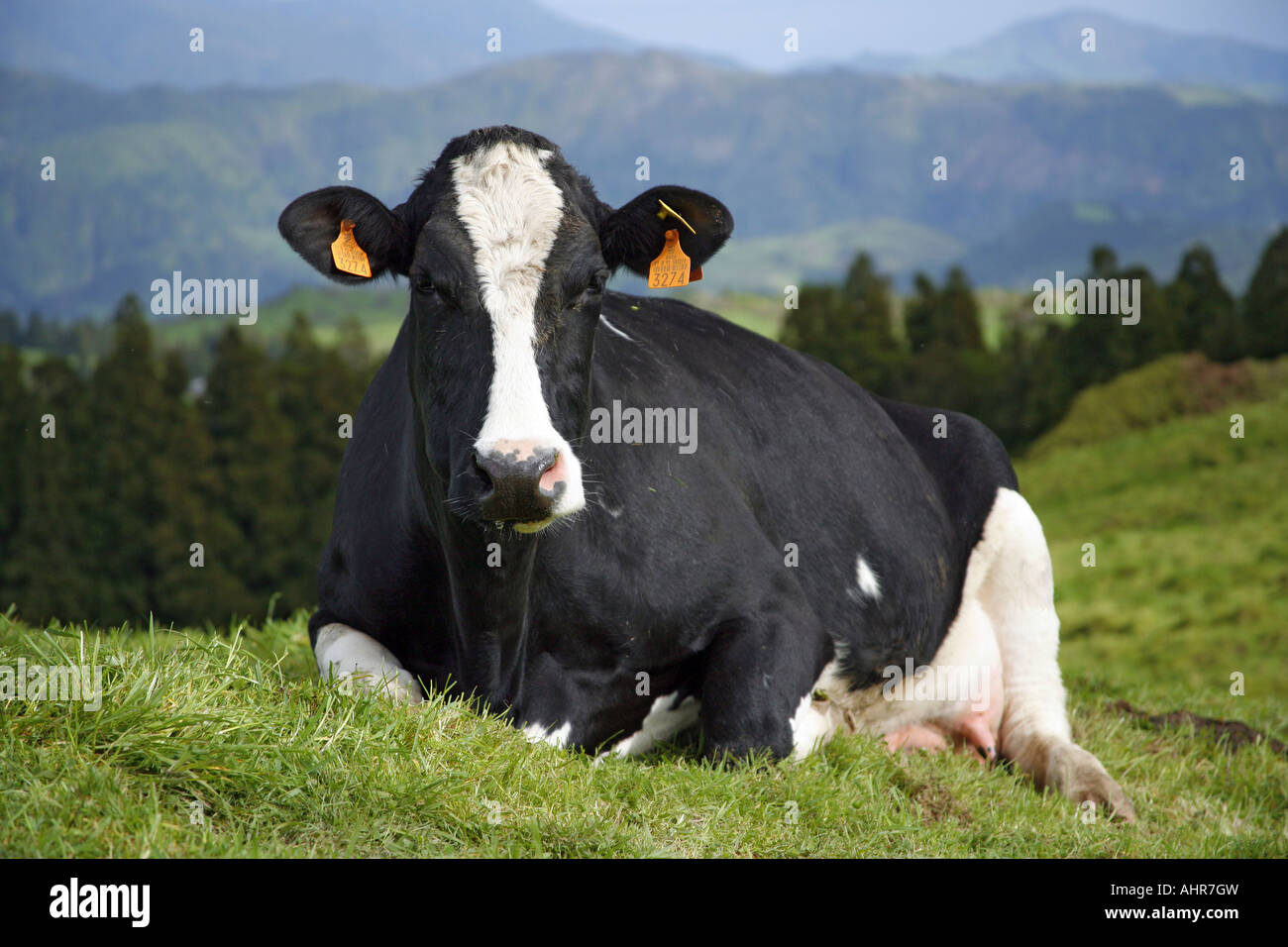 Holstein Kuh gerichteten Kamera Azoren Inseln Portugal Stockfoto