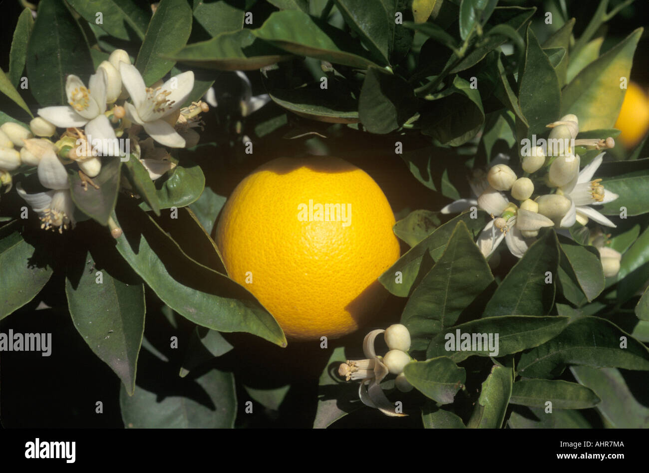 Eine Orange und Blumen hängen an einem Orangenbaum im CA USA Stockfoto