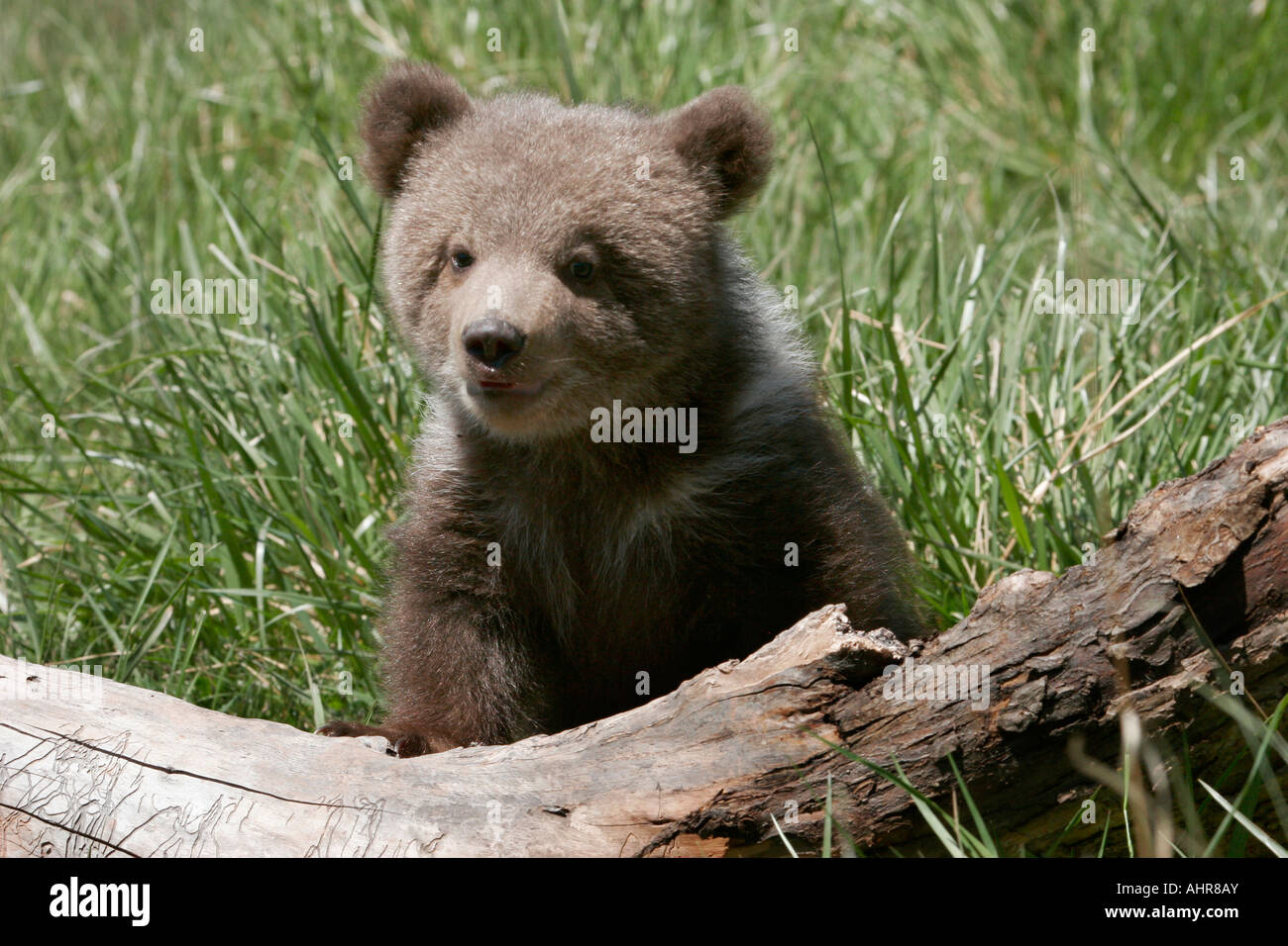 Baby Grizzlybär kuscheligen Teddy Bären Urus horribilis Stockfoto