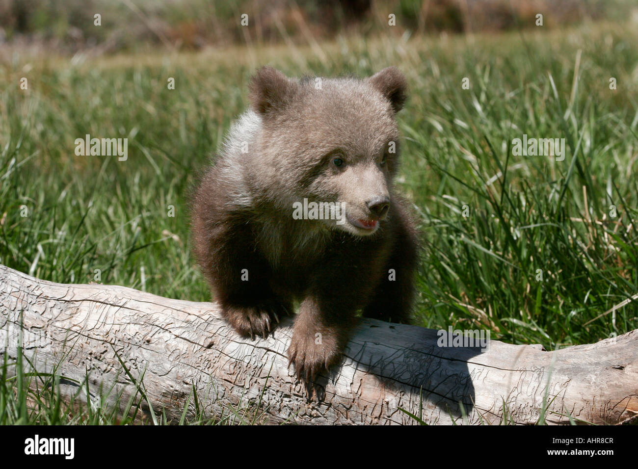 Baby Grizzlybär kuscheligen Teddy Bären Ursus horribilis Stockfoto