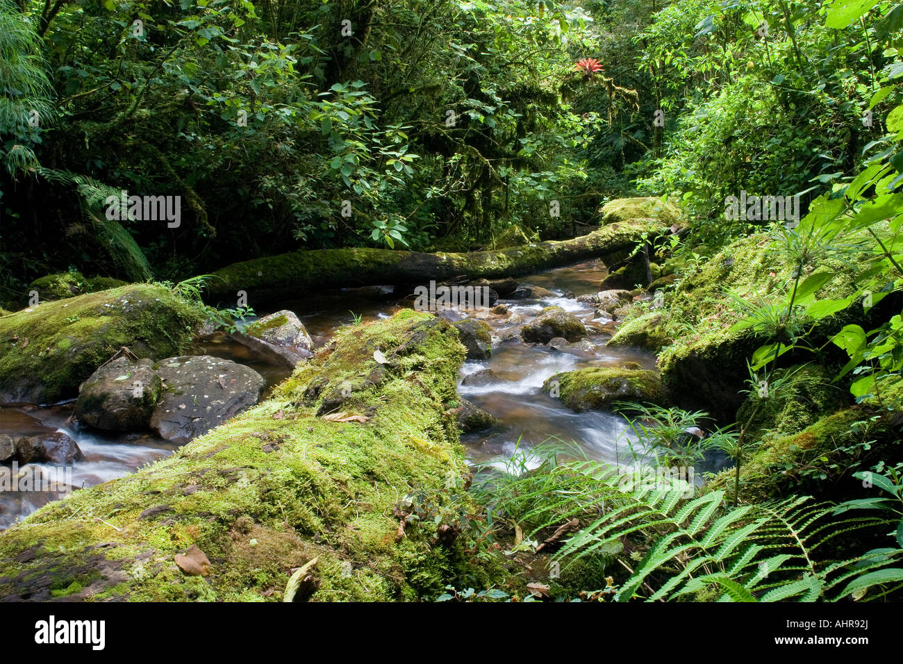 Üppige Stream in den Berg-Regenwäldern von Panama. Stockfoto