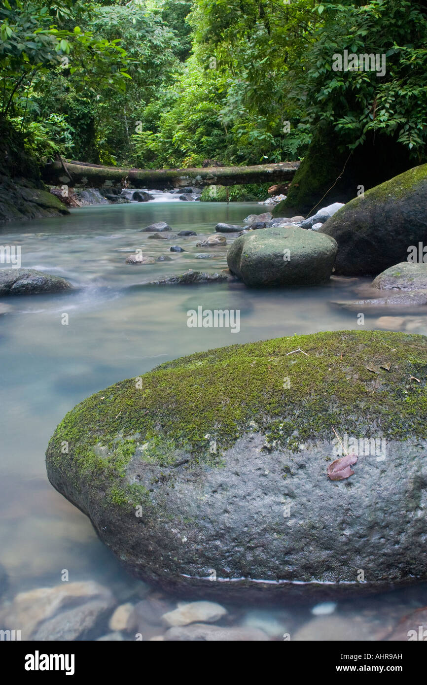 Üppige Stream im Tiefland tropischen Regenwald von Panama. Stockfoto