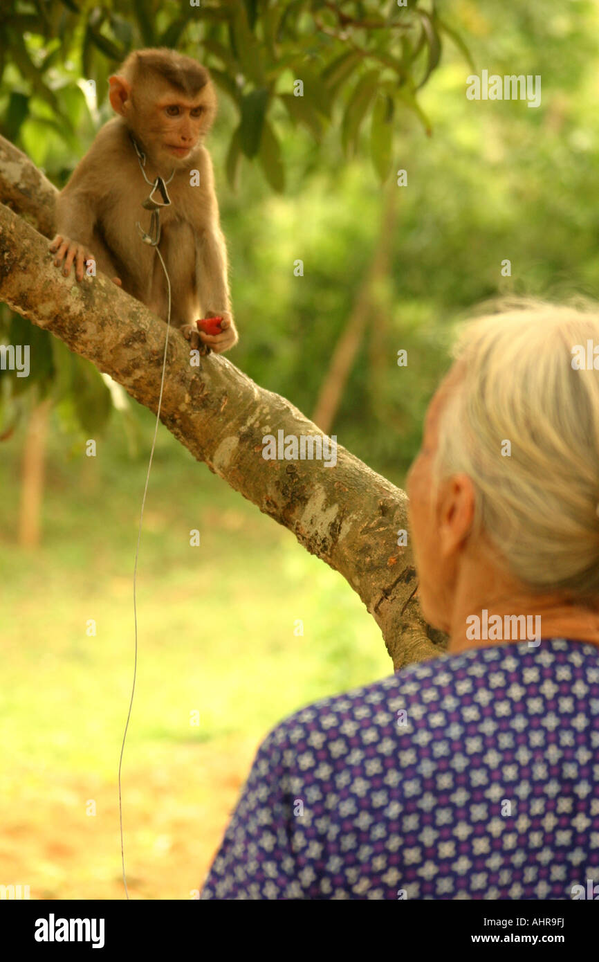 Vietnamesische Seniorin Betrieb junge Makaken auf einer Leitung Stockfoto