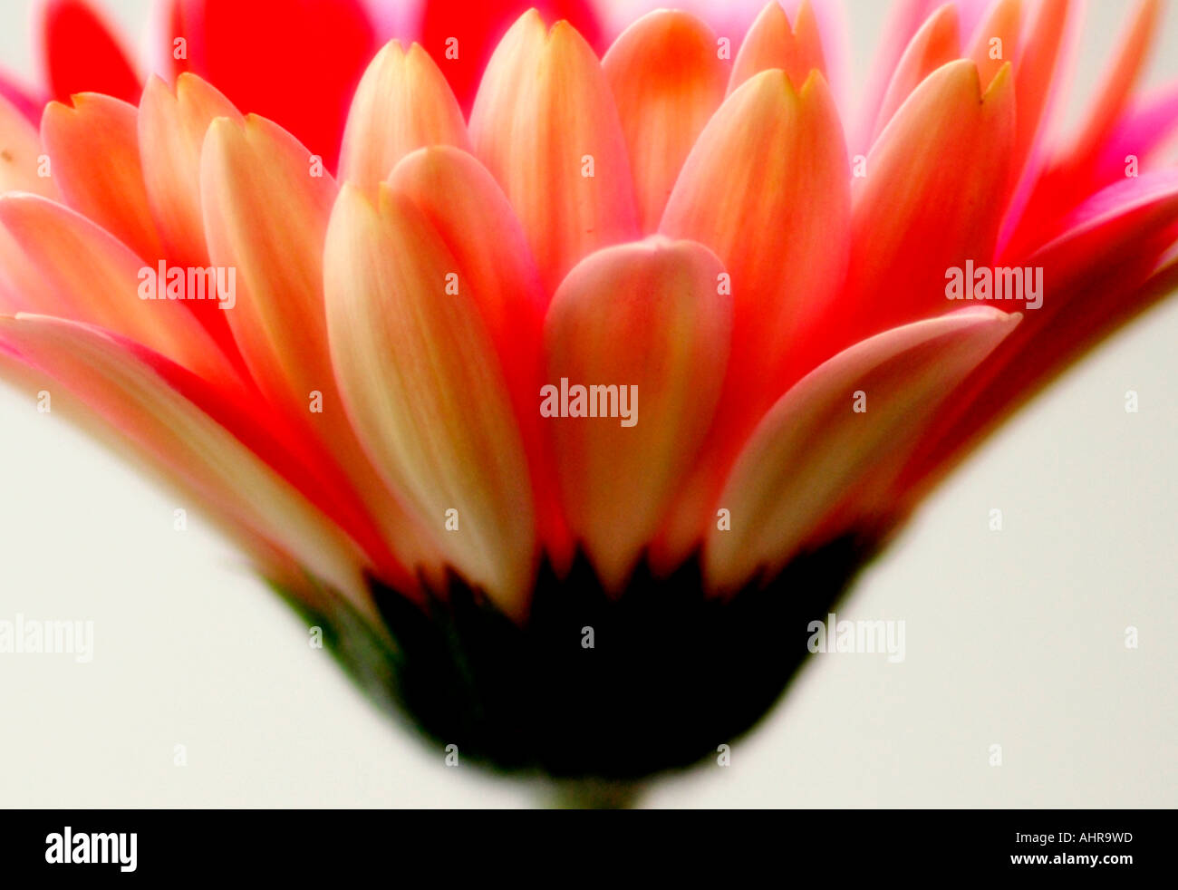 Rosa Gerbera hautnah Stockfoto