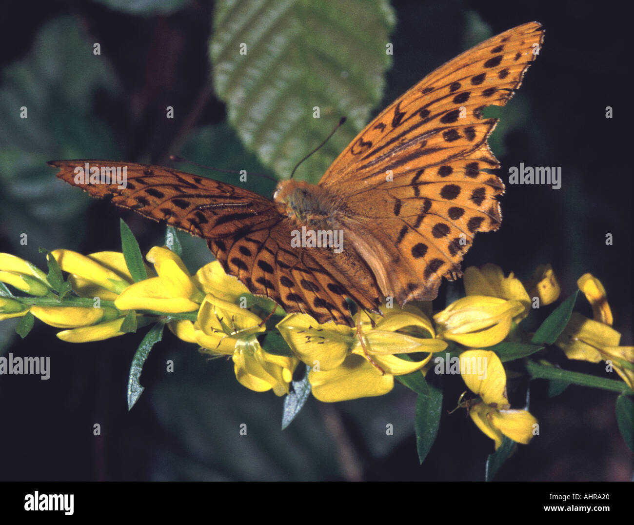 Brauner Schmetterling ruht auf die Blume Stockfoto
