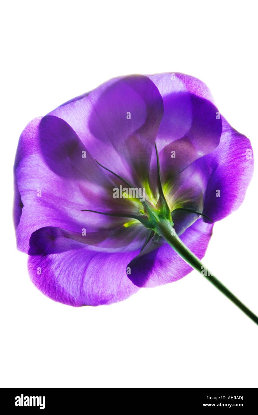 Lila runde blume Fotos und Bildmaterial in hoher Auflösung Alamy