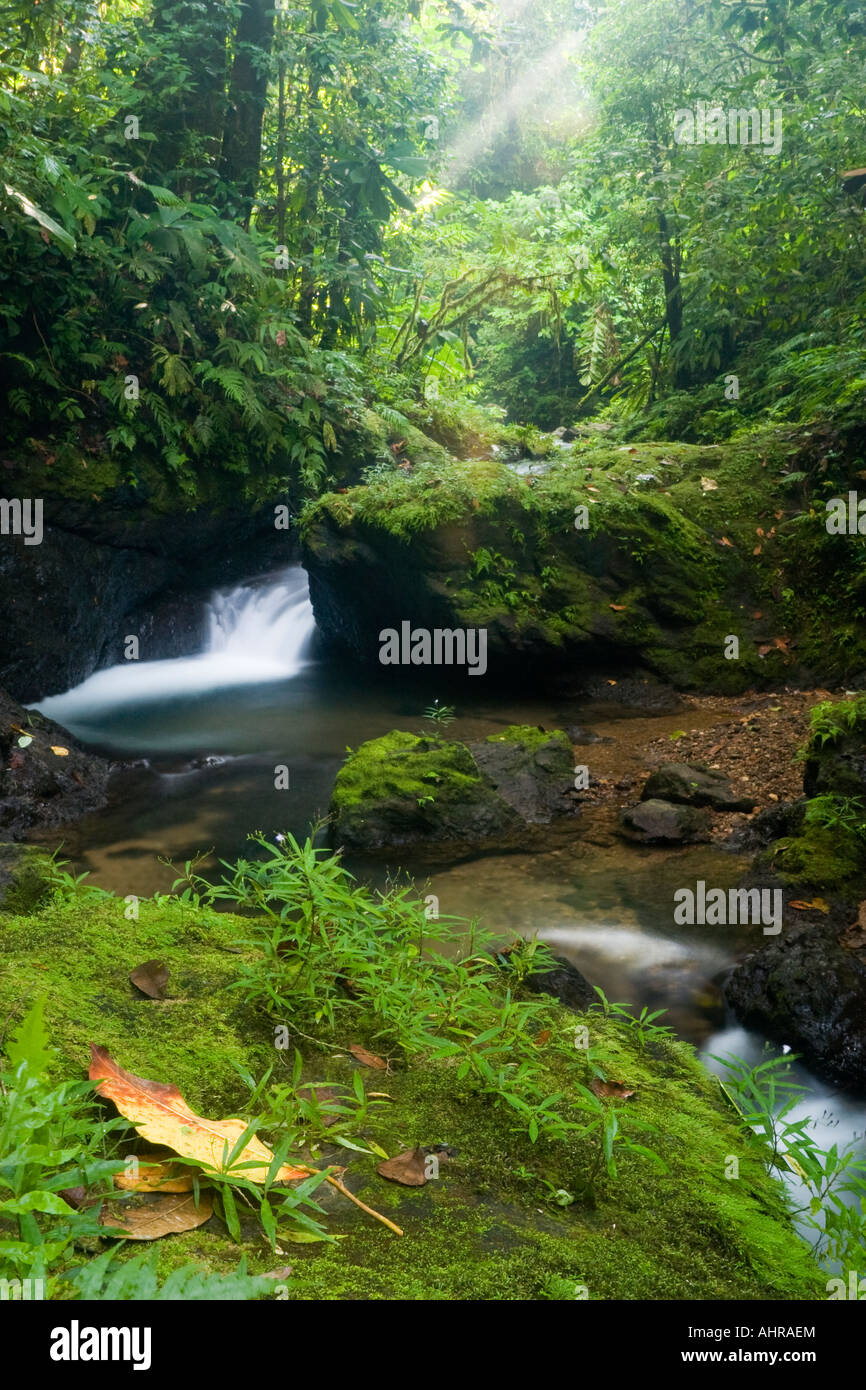 Üppige Bach und Wasserfall im Tiefland Regenwald von Costa Rica. Stockfoto
