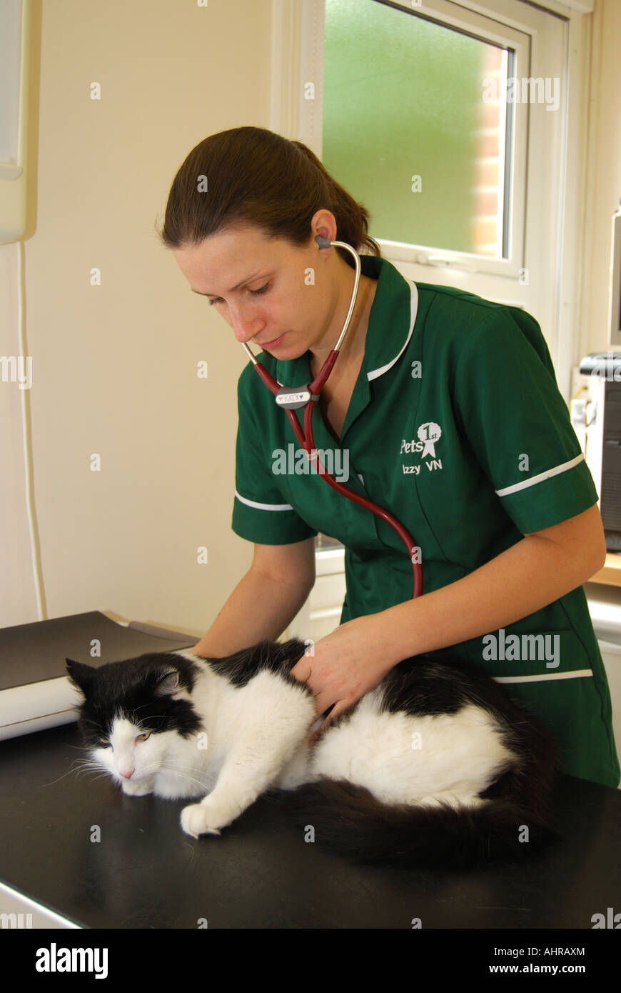 Weibliche Tierarzt die Katze Einspritzanlage in der Tierklinik, Sunninghill, Berkshire, England, Vereinigtes Königreich Stockfoto