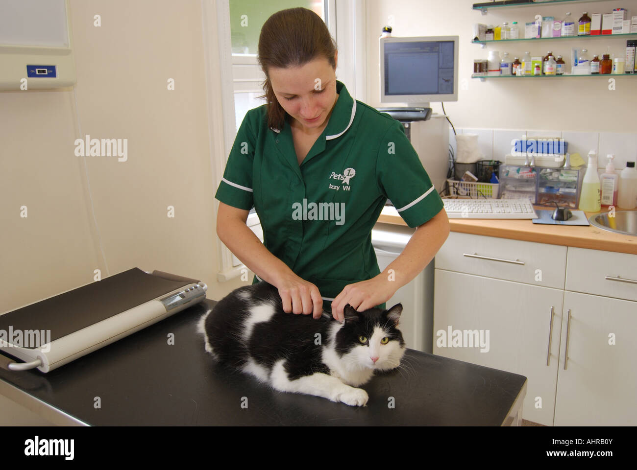 Weibliche Tierarzt die Katze Einspritzanlage in der Tierklinik, Sunninghill, Berkshire, England, Vereinigtes Königreich Stockfoto