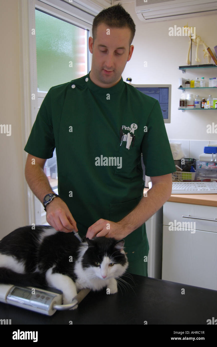 Männliche vet Prüfung der Katze in der Tierklinik, Sunninghill, Berkshire, England, Vereinigtes Königreich Stockfoto
