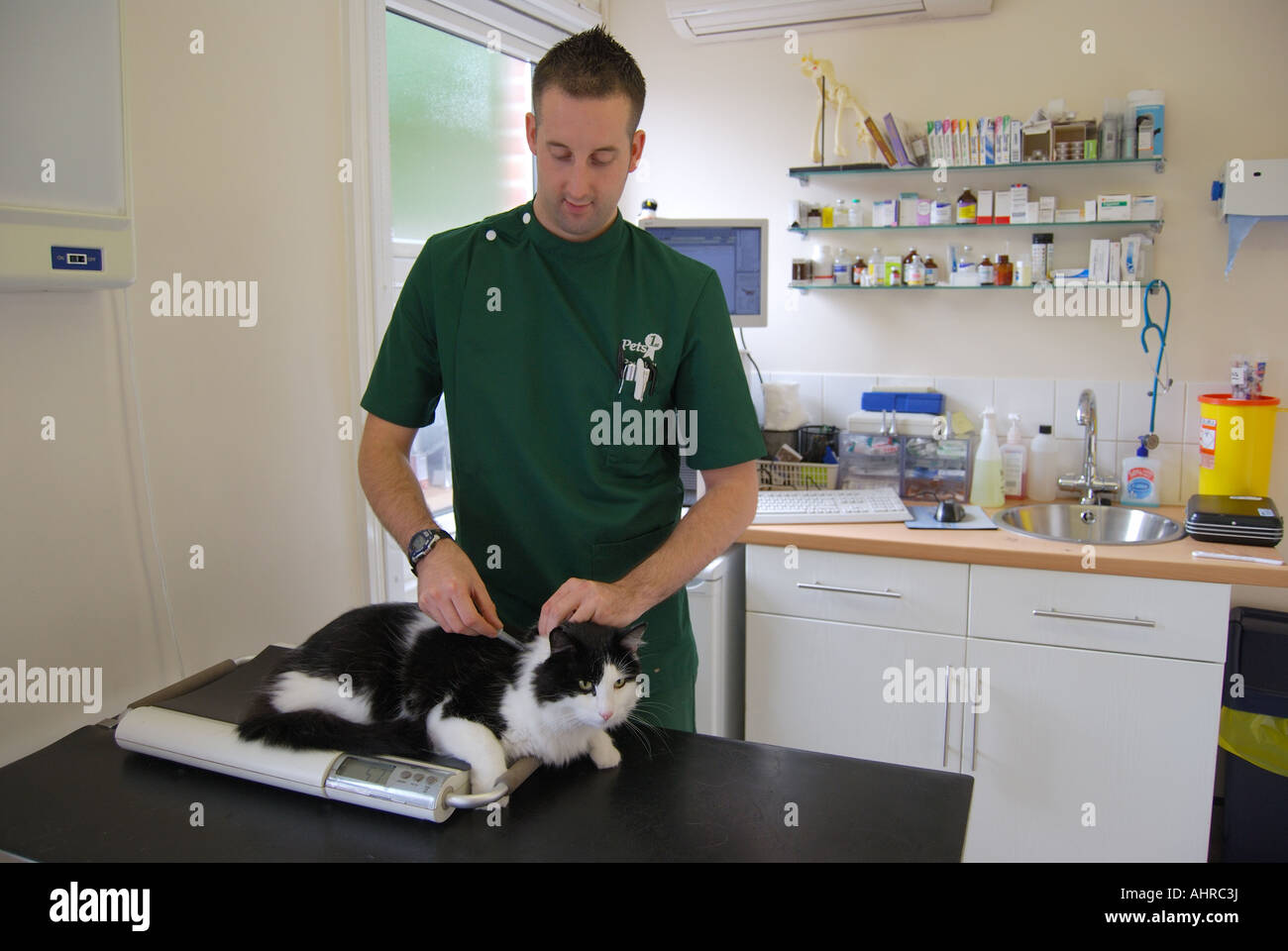 Männliche vet Prüfung der Katze in der Tierklinik, Sunninghill, Berkshire, England, Vereinigtes Königreich Stockfoto
