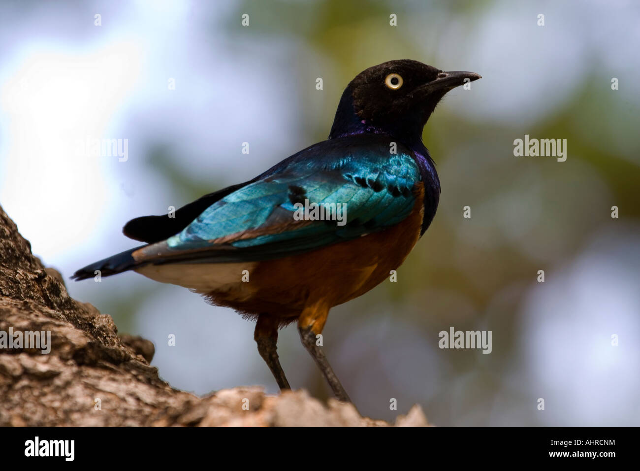 SUPERB STARLING Stockfoto