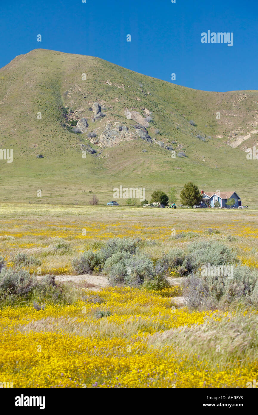 Ein Bauernhaus, umgeben von Frühling gelbe Blumen Wüste Gold und verschiedenen Blumen Süditaliens Carrizo National Monument Stockfoto