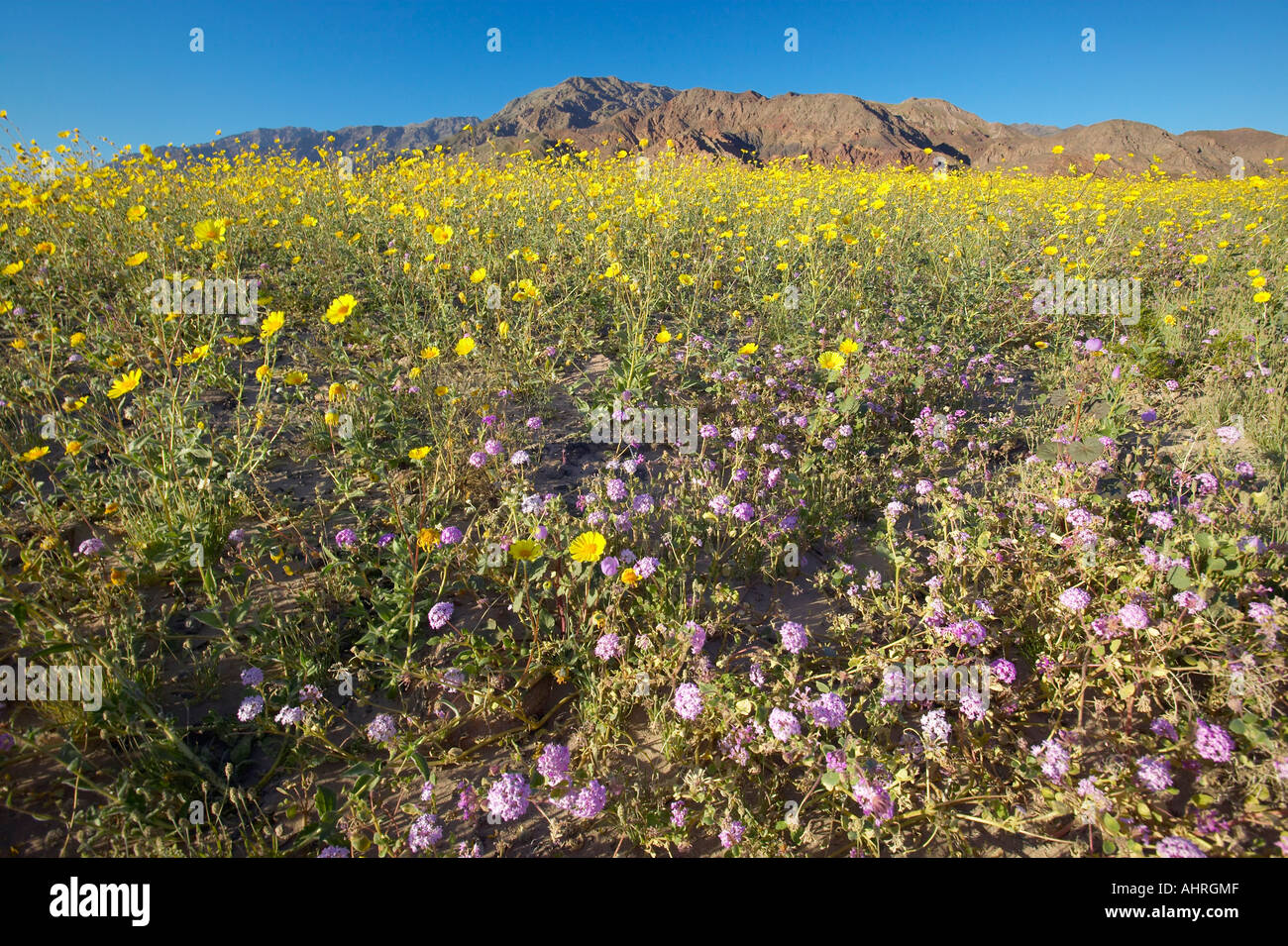 Blick auf die Berge und spektakuläre Wüste Gold und verschiedene Frühlingsblumen südlich von Furnace Creek in Death Valley Nationalpark CA Stockfoto