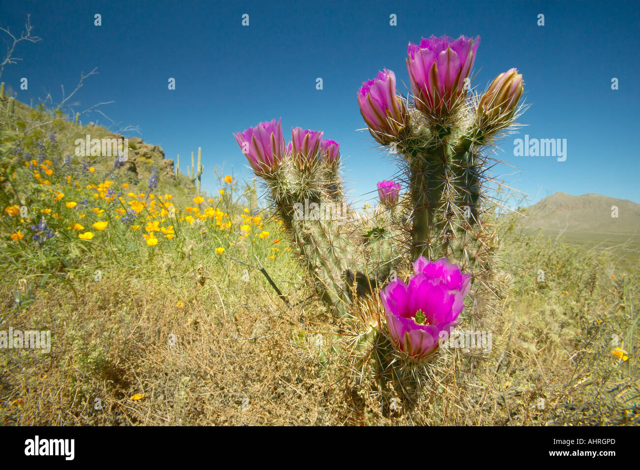 Igel-Kaktus in Blüte und Mohn Blume im Picacho Peak State Park nördlich von Tucson AZ Stockfoto