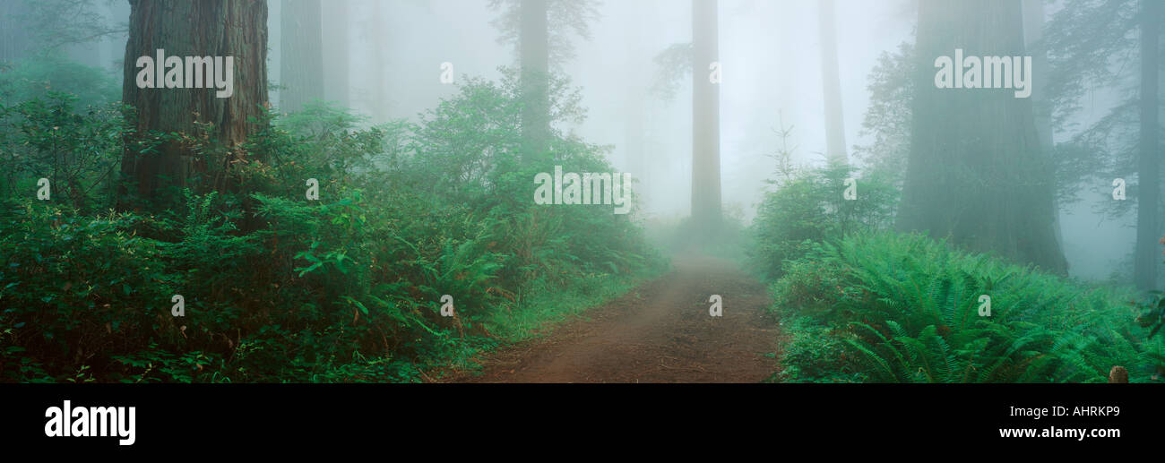 Lady Bird Johnson Grove Kalifornien Stockfoto