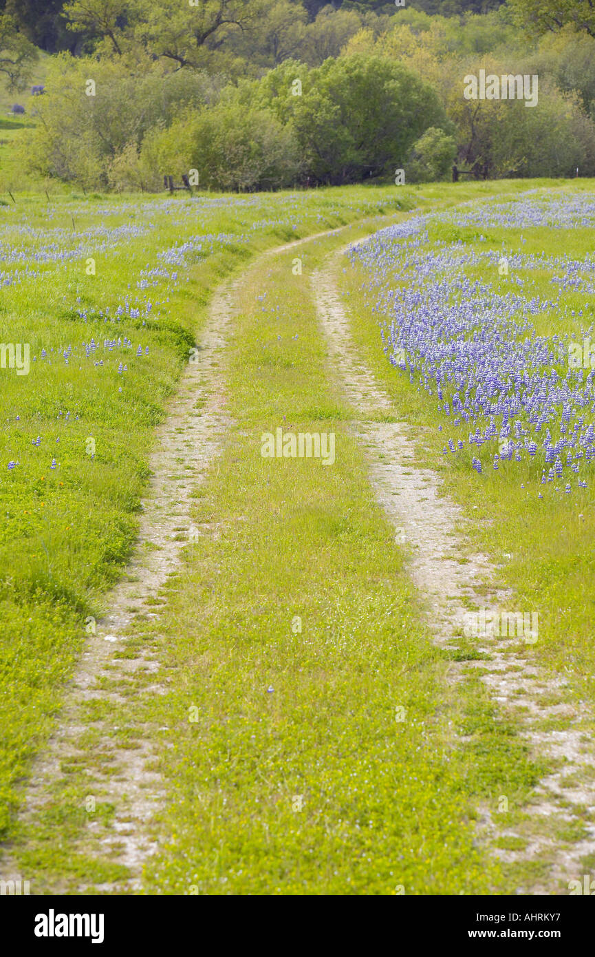 Lupine gesäumten Feldweg durch Frühlingsblumen und grünen Rasen von Kalifornien aus Route 58 östlich von Santa Margarita CA Stockfoto