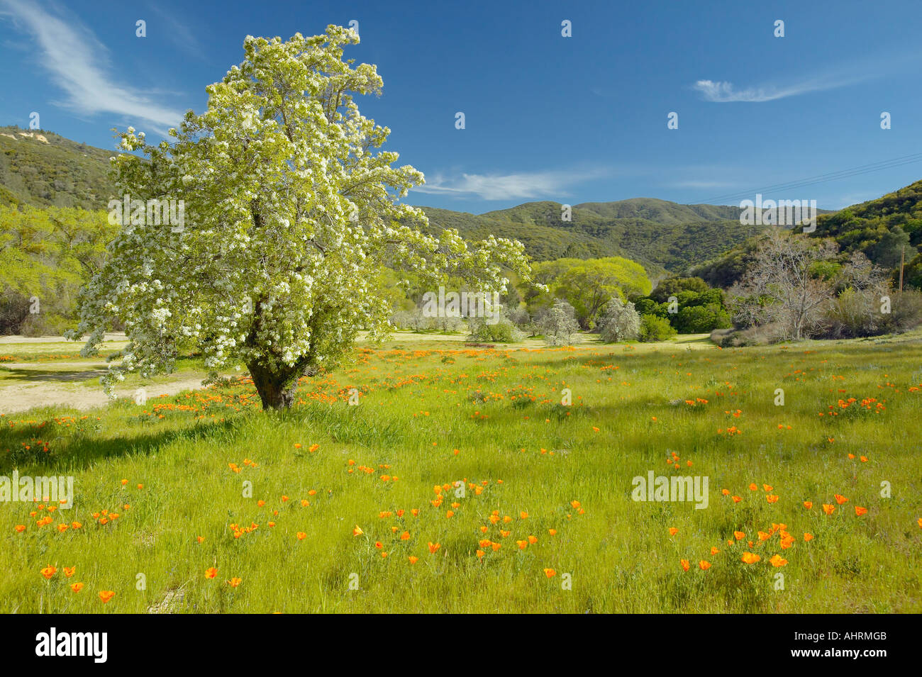 Einsamer Baum und bunter Strauß Frühlingsblumen blühen off Route 58 auf Shell Creek Road westlich von Bakersfield in Kalifornien Stockfoto